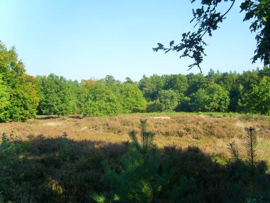 das Buckelgräberfeld von Boltersen