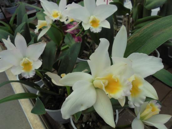 Emsflower GmbH