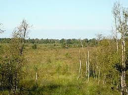 die Ochsenweide