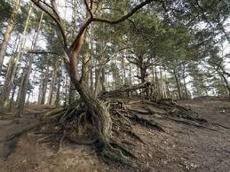 die Fahle Heide
