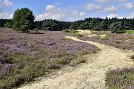 die Bodenteicher Heide