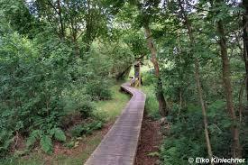 das Wunstorfer Moor