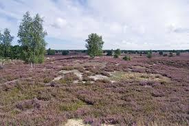 die Nemitzer Heide