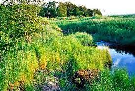 Schwimmendes Moor