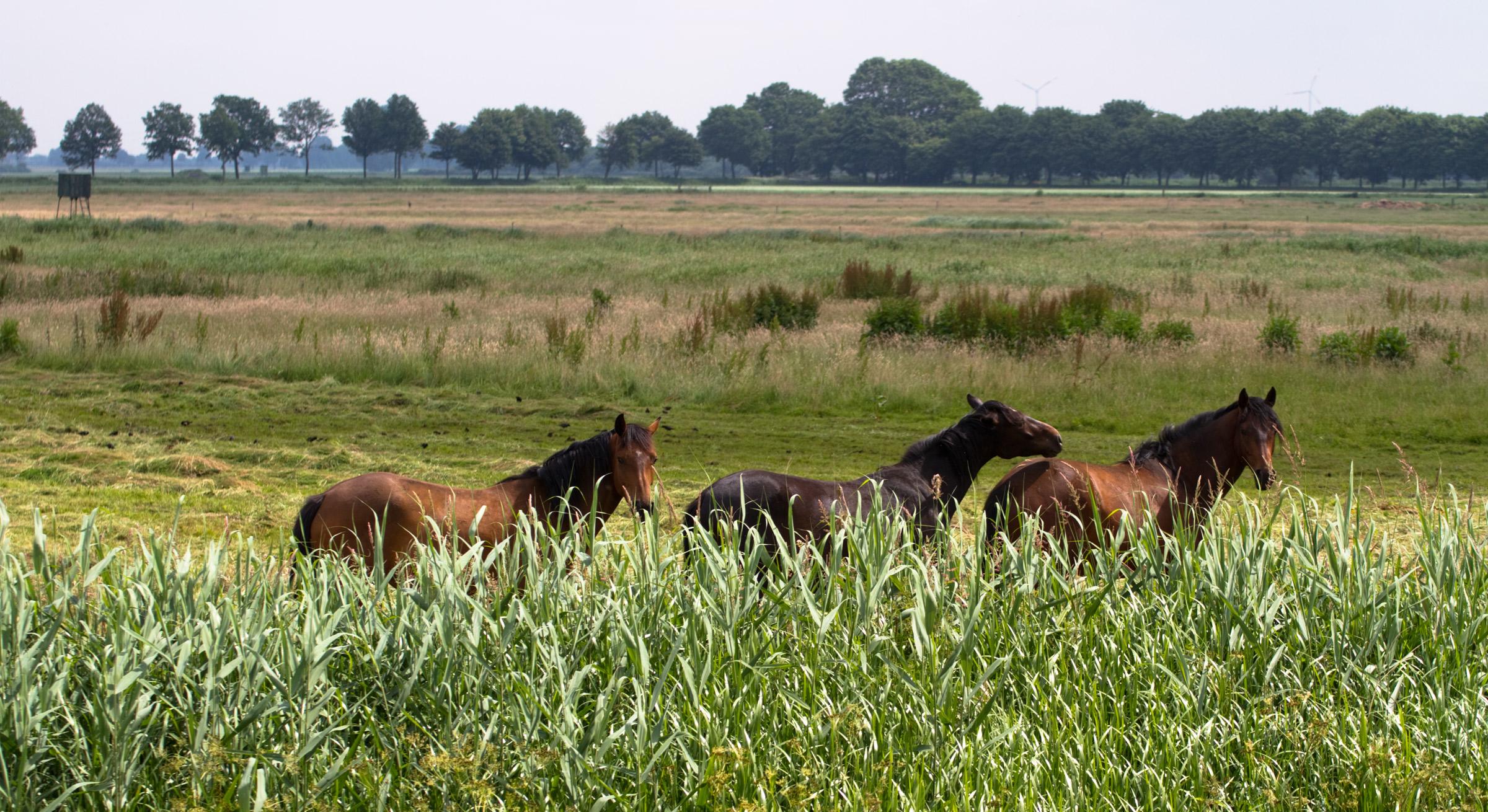 der Naturpark Dümmer