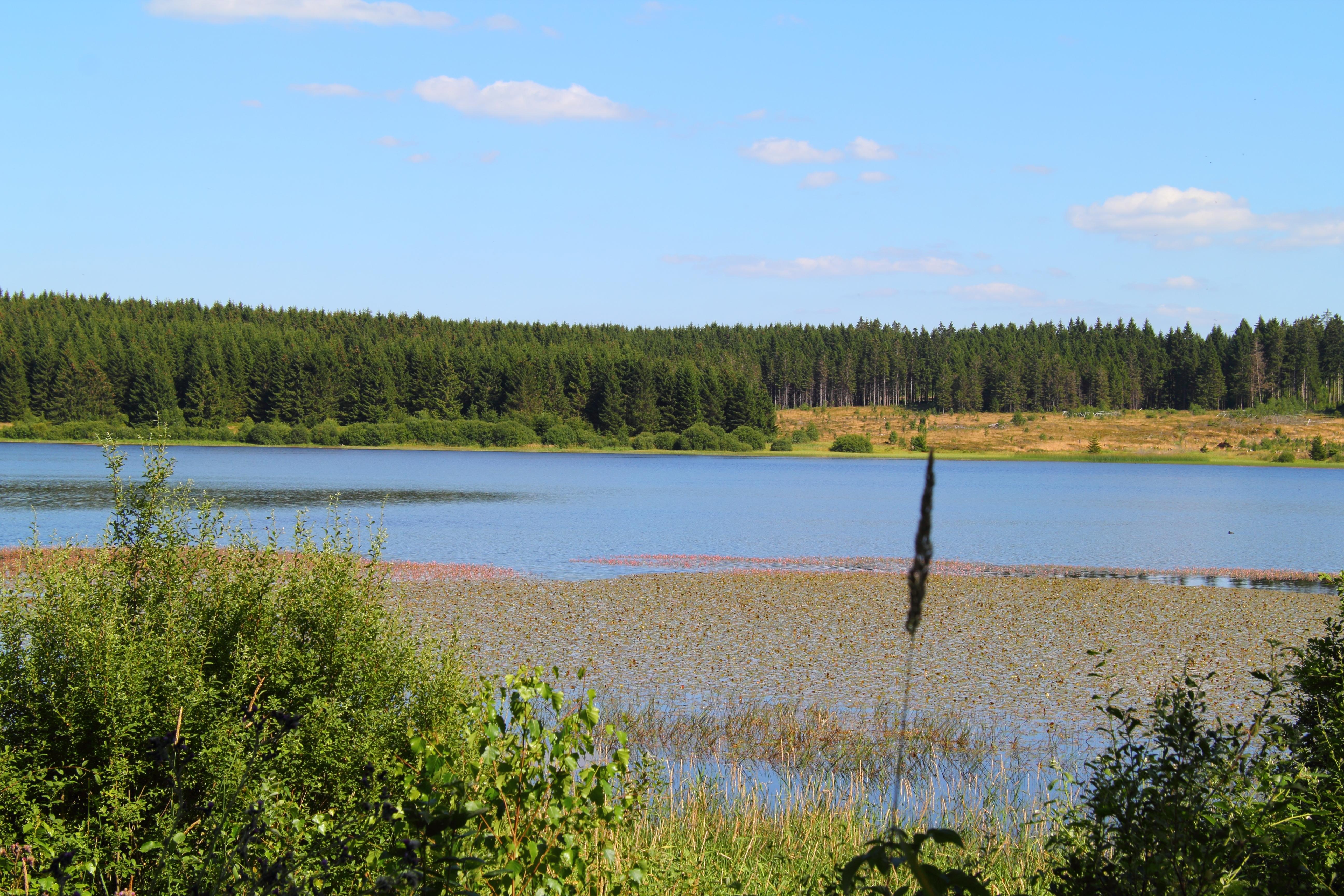 Hirschler Teich