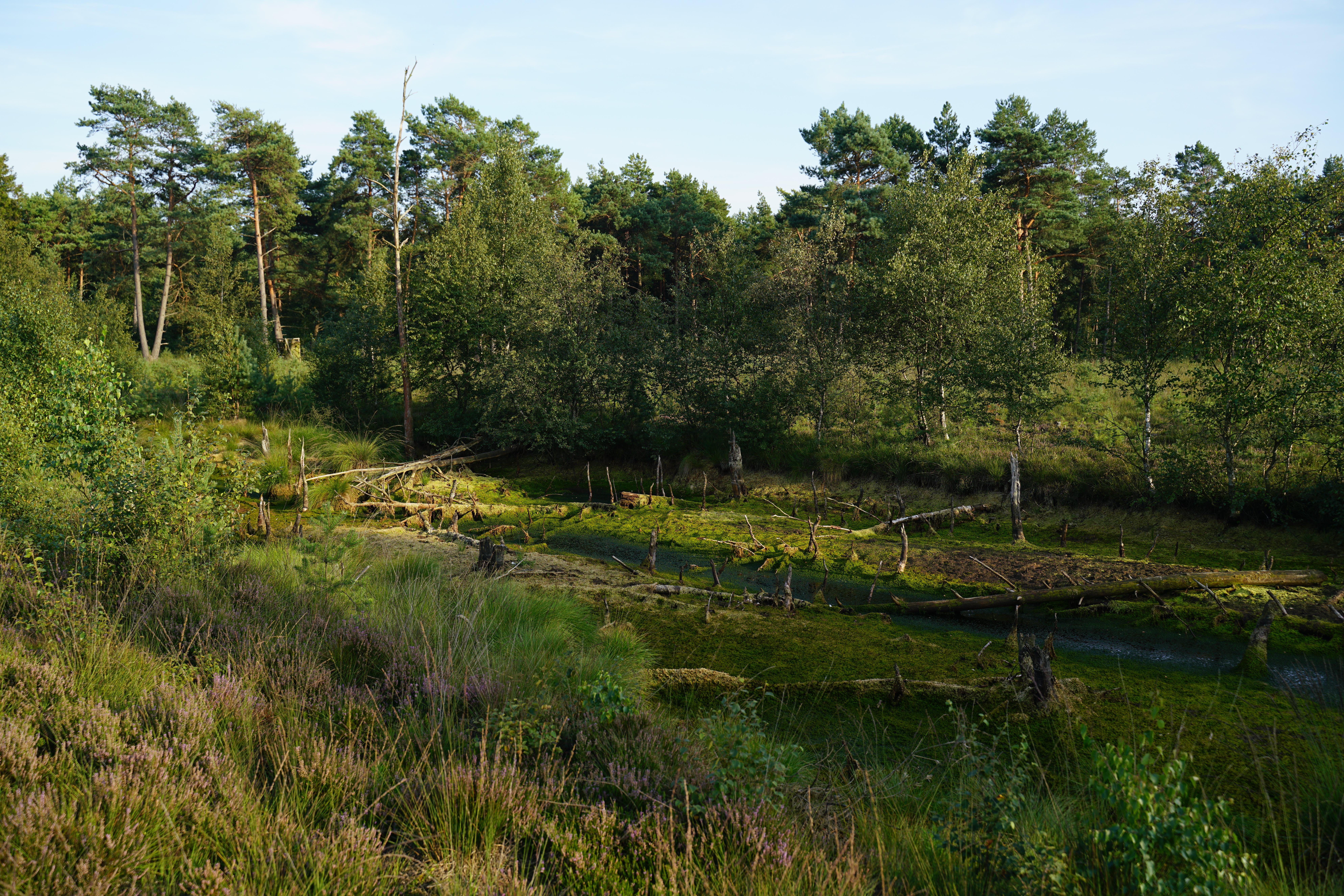das Verdener Moor