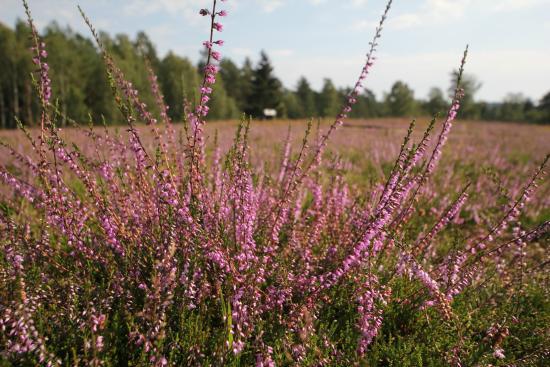 Heideflaechen in Hoesseringen