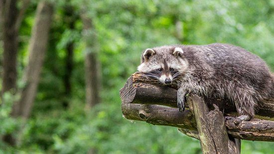 Wildpark Müden