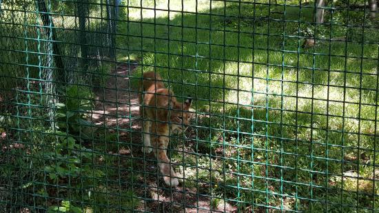 Luchs-Schaugehege Rabenklippe