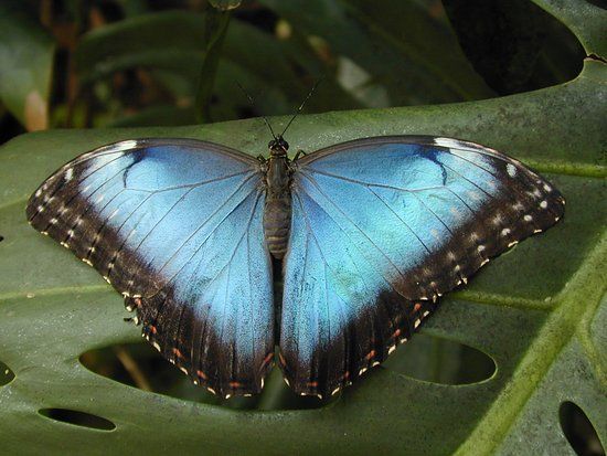 Alaris Schmetterlingspark