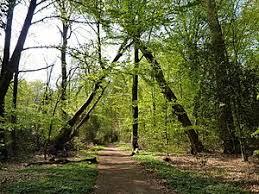 Neuenburger Urwald