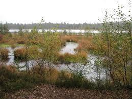 das Grundlose Moor