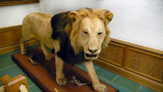 Jagdmuseum Wulff