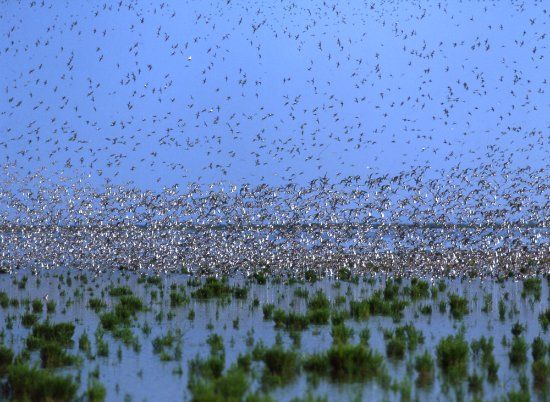 Parc national de la mer des Wadden de Basse-Saxe